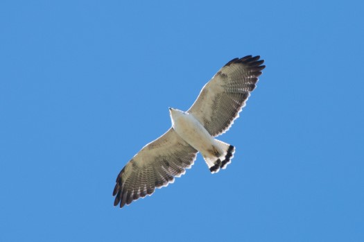 Variable Hawk at Reserva Antisana